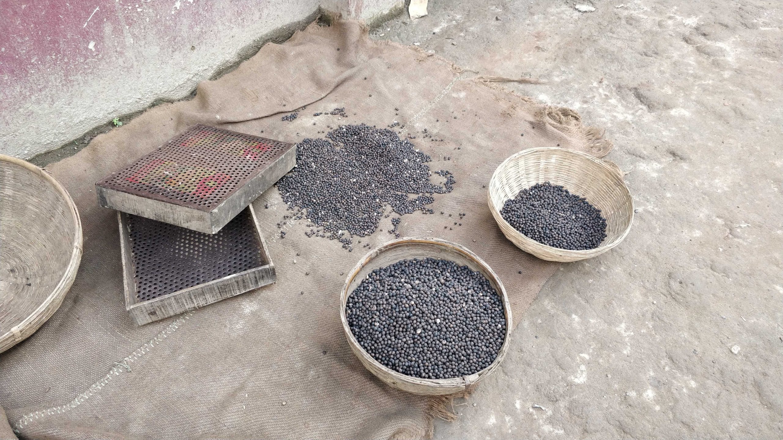 Graders are used to differentiate the sizes of makhana seeds. Locally, it is called chalna | Photo: Krishan Murari | The Print
