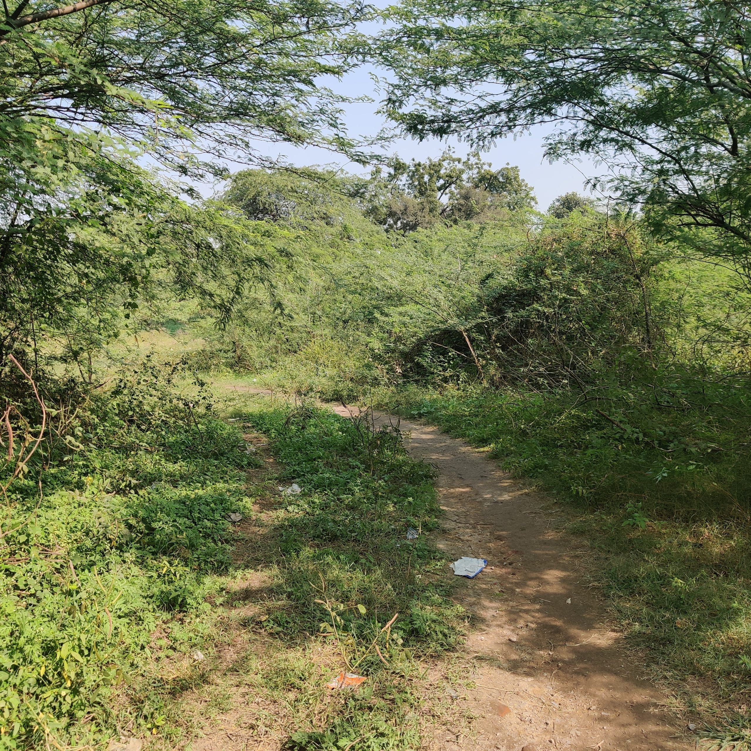 A path that leads deep into Mehrauli jungle | Credit: Bismee Taskin