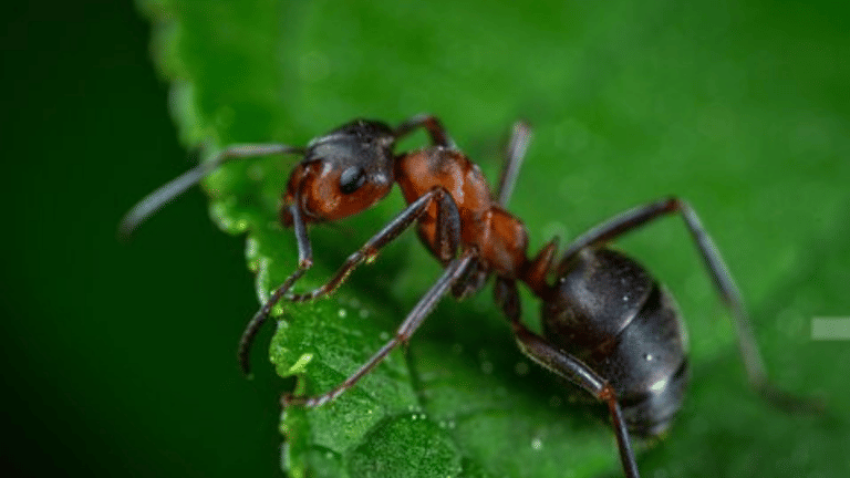 Ants hold solutions to human problems – wise farming practices to efficient navigation