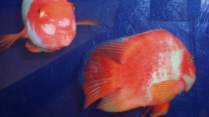 Representational photo of cichlid fish | Commons