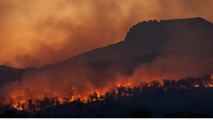 Representational image of a forest fire | Unsplash