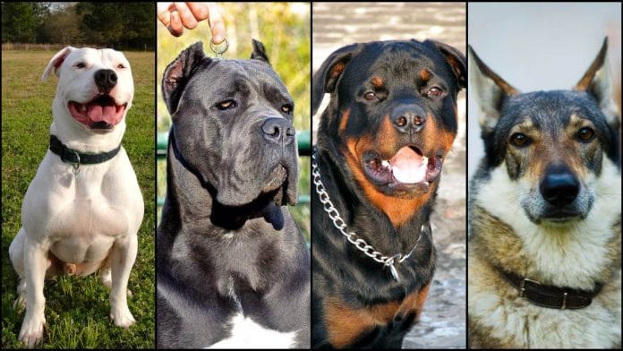 An American Pit bull terrier, Cane Corso, Rottweiler and a Czechoslovakian Wolfdog (left to right) | Image via Commons and needpix.com