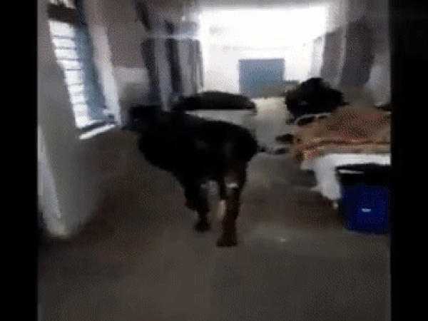 Viral video: Cow roams inside ICU in MP hospital