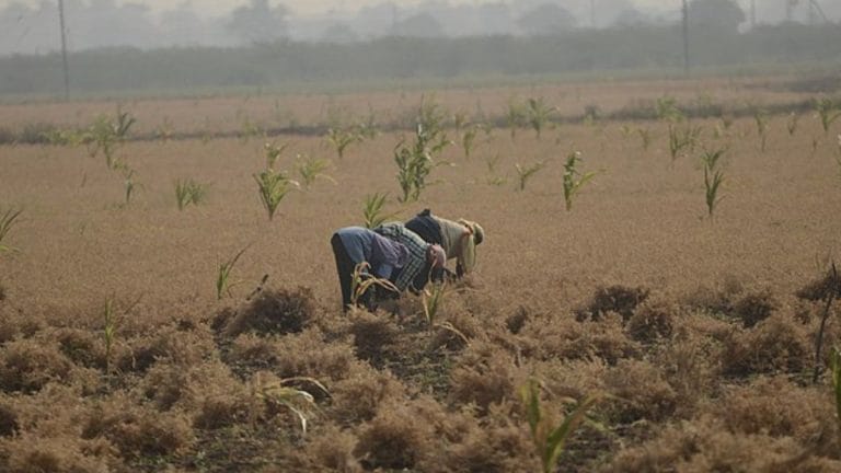 Losing the pulse: Farmers will suffer a setback with falling chana prices. Govt must observe