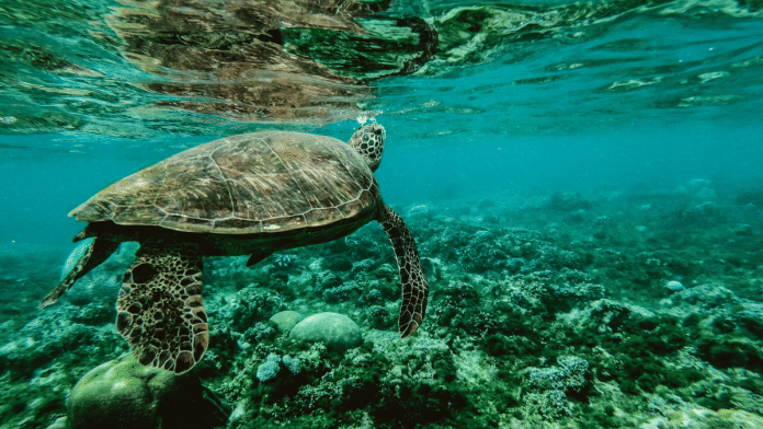 Representational image | Pexels