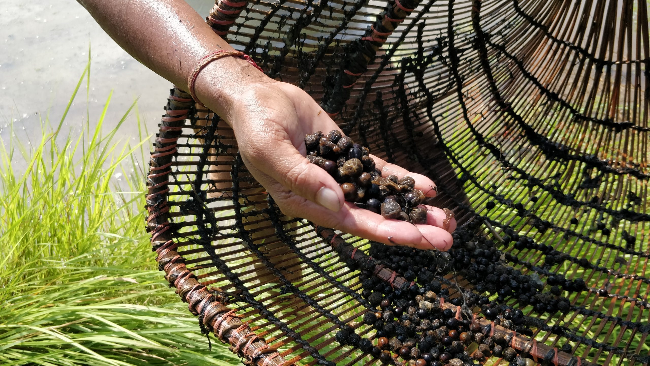 Graders are used to differentiate the sizes of makhana seeds. Locally it is called chalna | Photo: Krishan Murari | The Print