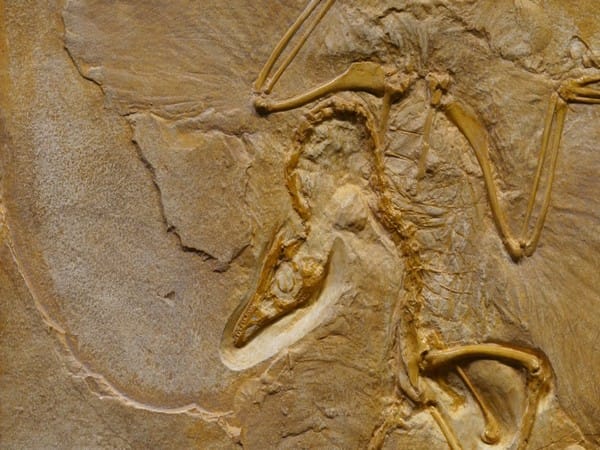Researchers discover oldest Pterodactylus fossil in Germany