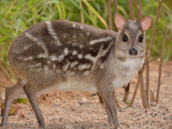 Mouse deer enters mating phase in shortest time after childbirth: Study
