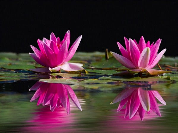 Understand the dimensions of a flower in specialized 3D models