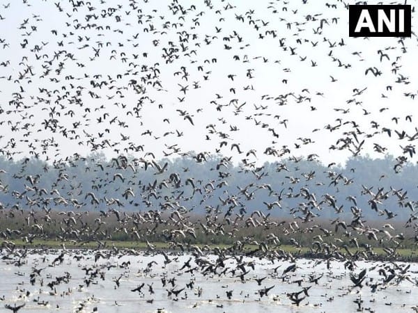 Migratory birds starts arriving at Pobitora Wildlife Sanctuary in Assam attracting Indian as well as foreign tourists  