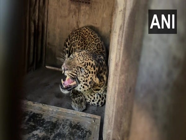 Maharashtra: Forest department rescues leopard from near Nashik school