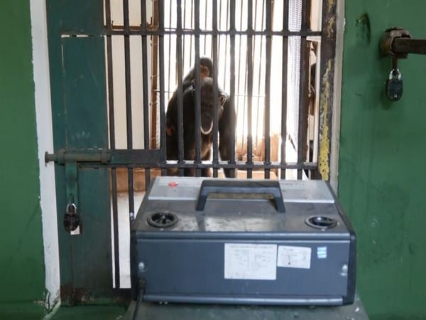 Odisha: Animals in Nandankanan Zoological Park get special treatment this winter