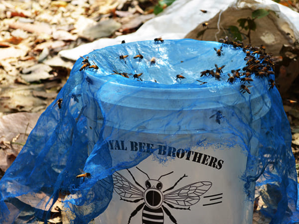Royal Bee Brothers recently added two more rare forest honey to its wing by the name of Ashwathama and Kalkiforest honey