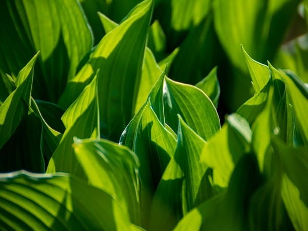 Researchers decode the secret language of photosynthesis