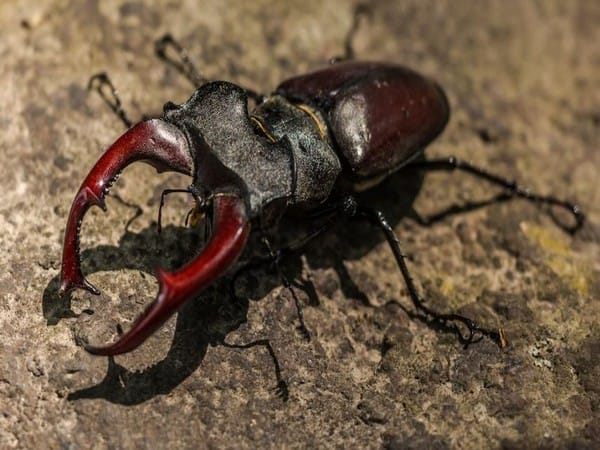 Researchers find unique jumping phenomenon in insects 