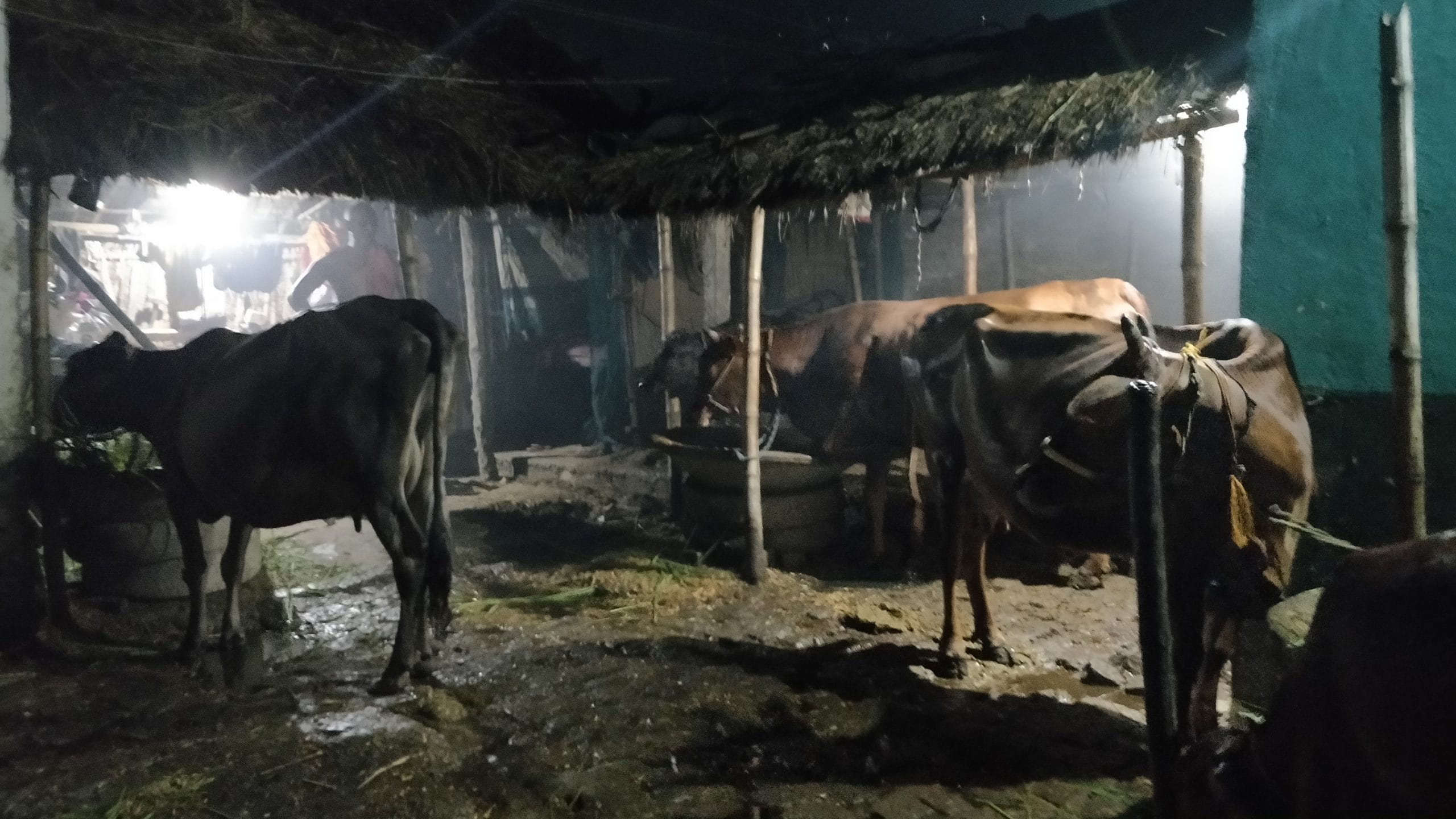 Gaushala in Dilkhush Kumar's village home | Photo: Krishan Murari, The Print