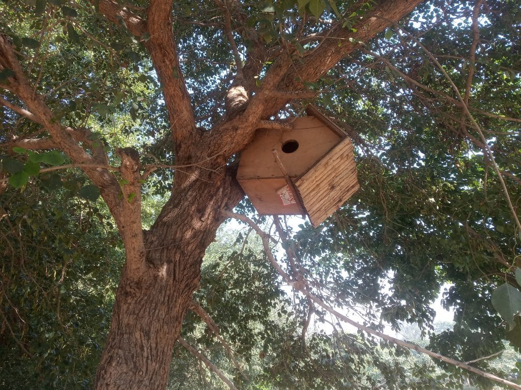 Wooden nests have been installed on trees for the sparrows | Photo: Krishan Murari | ThePrint