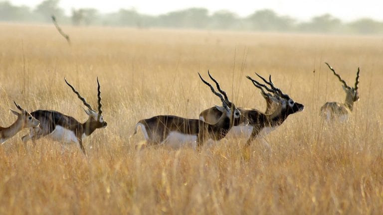 Measure biodiversity loss, just like carbon emissions. It’s critical for our future