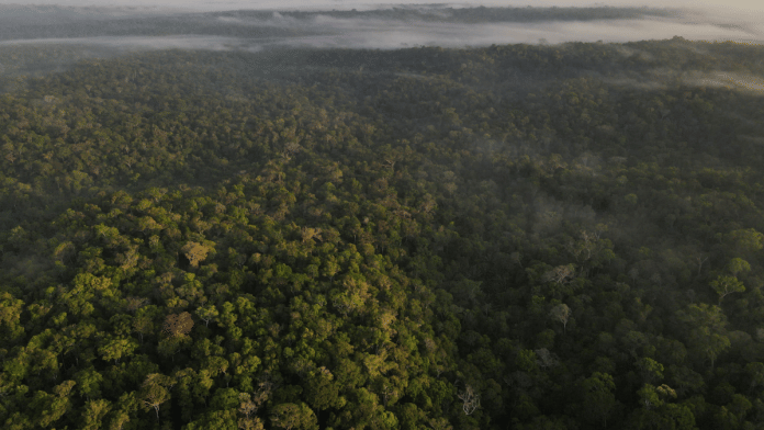 The small Amazon nation of Suriname is among the most forest-rich countries in the world, with canopy covering 93% of its landmass | Reuters/Bruno Kelly