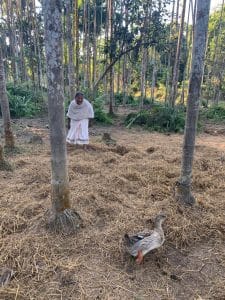 Putoli Gohain, mother of Budheswar Gohain, tending to ducks at her home in Kakopathar, Tinsukia | Karishma Hasnat