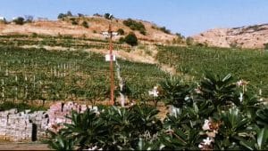 The Grover Zampa Vineyard in Nashik | Manasi Phadke, ThePrint