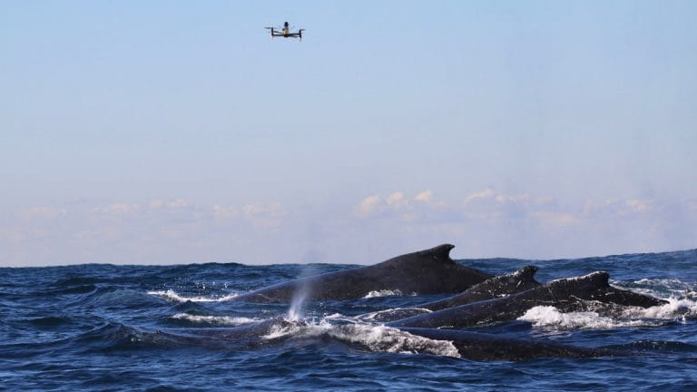 SnotBot: New drone technology collects whale snot to help monitor its wellbeing and more