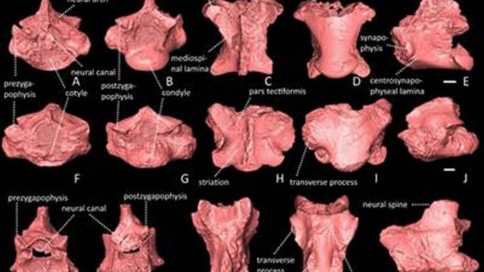 Sectional views of the Varanus fossil | Twitter | @PIB_India