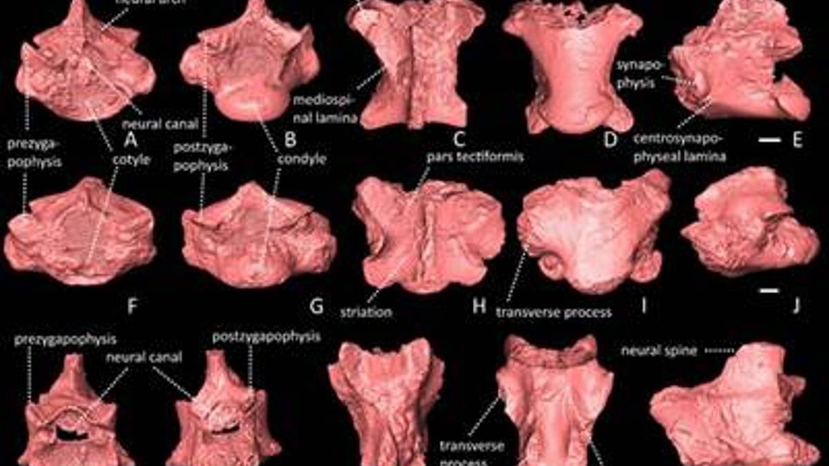 Python Fossils Temperatures like today — what lizard & python fossil in Himachal tell ...