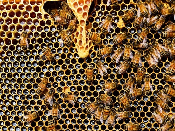 Biodiversity of bee population critical for ecosystems: Research