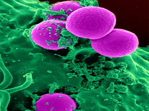 Study reveals cells have 'memories' stored in protein chains