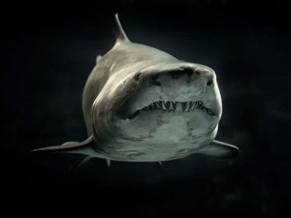 Scientists make breakthrough by sequencing endangered sharks' genomes