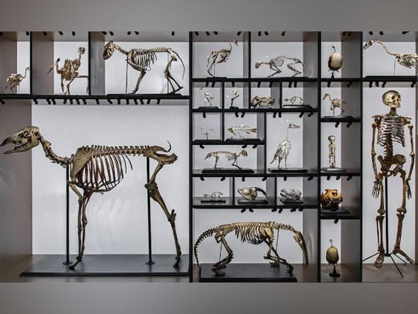 Scientists delve into how evolution works