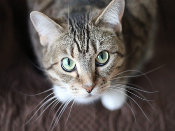 Cat locomotion could unlock better human spinal cord injury treatment: Research