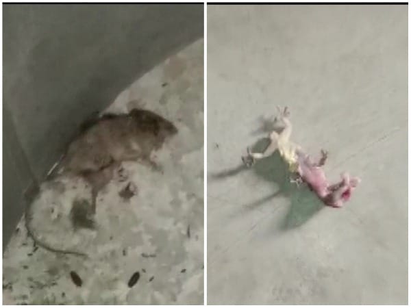 West Bengal: Locals create ruckus after dead lizard, rat found in mid-day meal