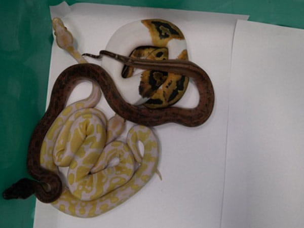 Tamil Nadu: Exotic species recovered at Chennai airport