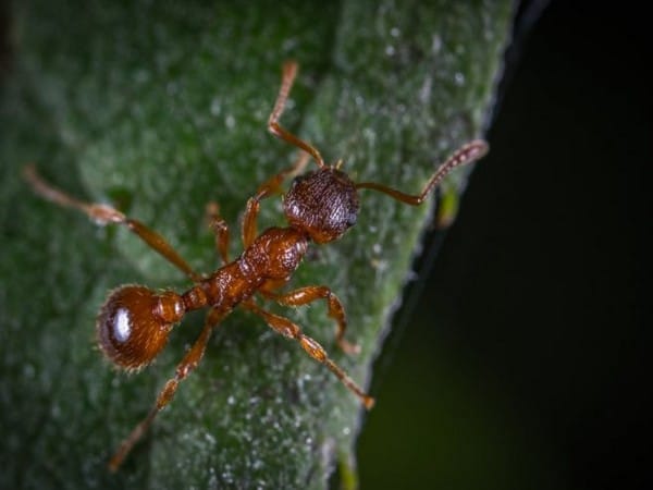Study finds ants aren't altering behaviour in rising temperatures