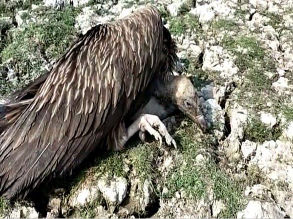 Over 20 vultures found dead in Assam's Sivasagar, reason unknown
