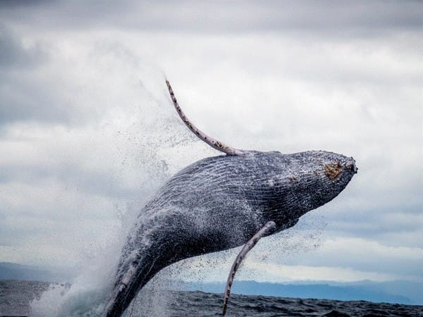 Study reveals influence of krill availability on humpback whale pregnancies