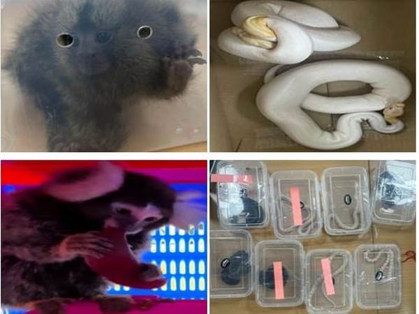 Bengaluru airport: 18 non-indigenous animals recovered from passengers arriving from Bangkok