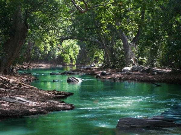 Study finds ancestral variation guides future environmental adaptations