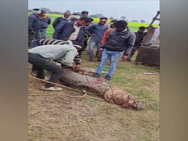 Giant crocodile, python rescued from MP's Vidisha