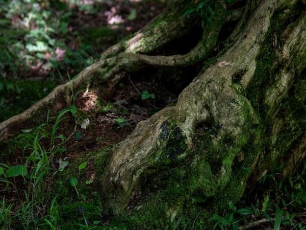 Researchers discover new species of microalgae