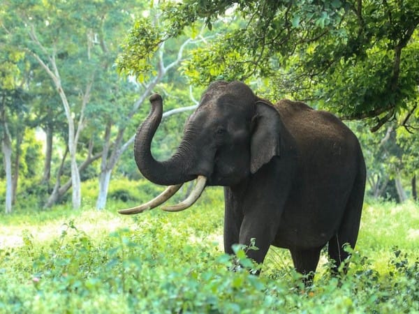 Elephant extinction could have major impact on atmospheric carbon levels: Study