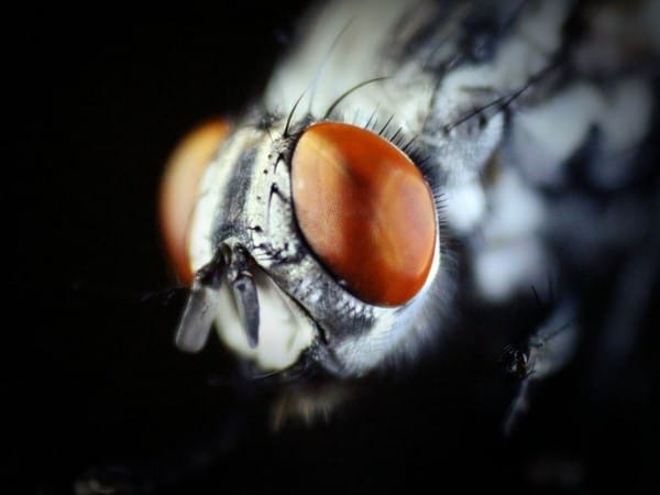 Research finds mating causes 'jet lag' in female fruit flies