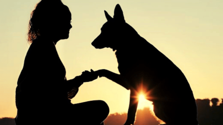 Even dogs can be right or left-handed. Science tells you how to know the difference