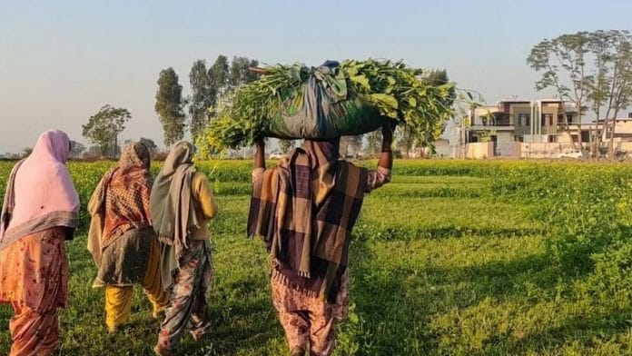 Representational image | Women farmers in Patiala | Photo: Urjita Bhardwaj | ThePrint
