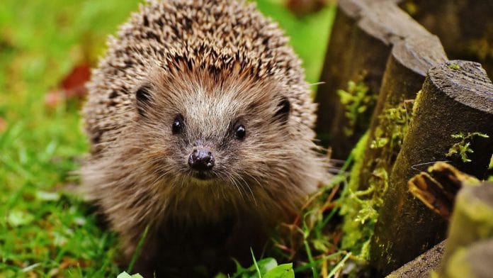 Image credits: Pixabay