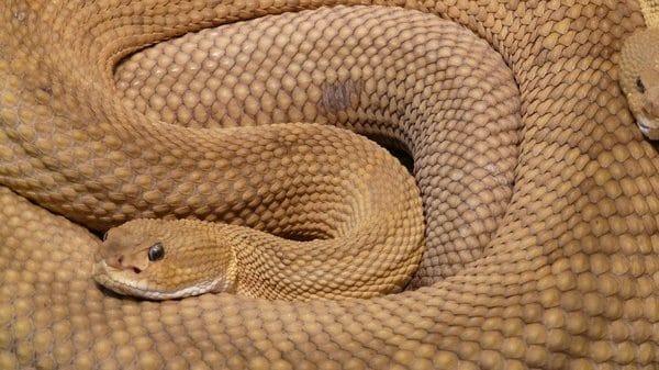 Did you know snakes can hear and react to airborne sounds?