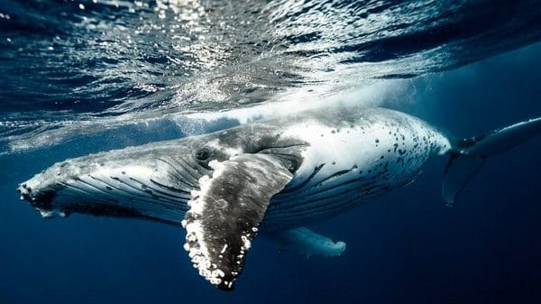 Did you know male whales give up singing to attract love?