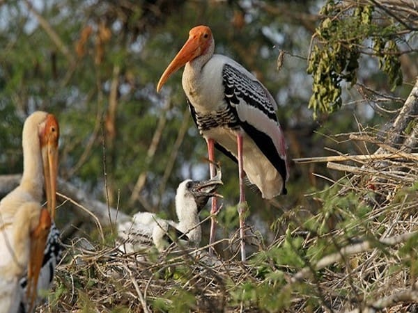 Sarus Crane forms bond with Uttar Pradesh, follows him everywhere!